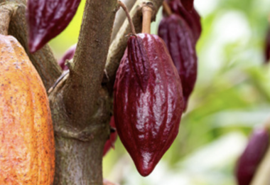 Doanh nghiệp bánh kẹo rục rịch tăng giá